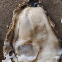 【热卖】精品生蚝乳山生蚝规格全代发全国品质保障欢迎