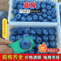 蓝莓山东花香L25纯甜蓝莓暖棚f6优惠卡L11