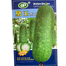 黛玉节瓜种子抗病高温不易发黄脆甜绿肉采收期长