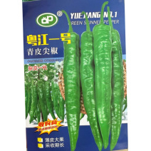 粤江一号青皮尖椒种子中早熟单果重约50-80克