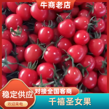 千禧圣女果小番茄产地直供！品质保证，支持各种包装！