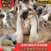 狮头鹅苗正宗汕头狮头鹅苗特大种狮头鹅苗产地直销没有中间商