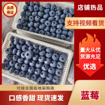 蓝莓山东蓝莓基地直发品质好品种全对接全国市场