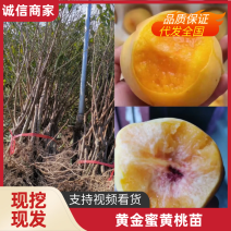 新黄金蜜1号早熟黄桃苗果子六月初成熟基地现挖保湿