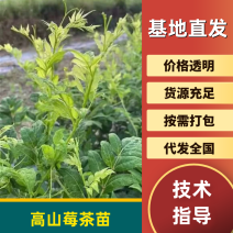 高山莓茶苗藤茶苗，采嫩芽做莓茶，栽苗绿化遮阳，现挖保湿
