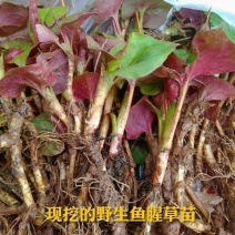 鱼腥草种苗新鲜现挖鱼腥草种根鱼腥草苗多年生四季蔬菜