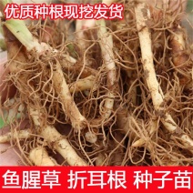 新鲜鱼腥草种根鱼腥草种植苗多年生四季盆栽大田基地种植