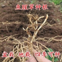 鱼腥草种根现挖新鲜带泥发货可吃可种植鱼腥草种苗种子