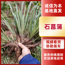 宽叶红心石菖蒲种苗稳定供应基地直发货源稳定收购石菖蒲干货