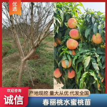 霸王脆桃苗(中桃13水蜜桃苗)6月底成熟红皮果大脆甜