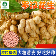 罗汉花生668-花生种子粒大壳薄结果性好耐寒耐旱生长快