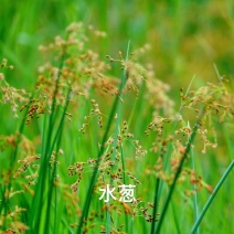 裸根水葱大量供应基地货源规格齐全欢迎联系