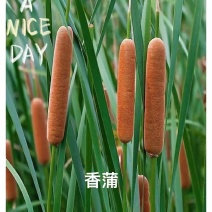 盆栽香蒲产地货源可批发零售欢迎电话洽谈
