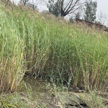 盆栽芦苇苗苗木基地货源充足产地直发欢迎电话联系