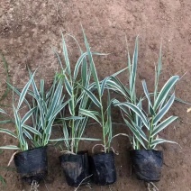 芦竹苗大量货源基地直发规格齐全欢迎电话联系