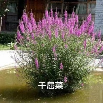 千屈菜苗基地大量货源规格齐全欢迎电话联系
