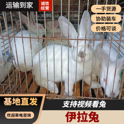 活猪价格行情_今日活猪价格多少钱一斤 _ 一亩田