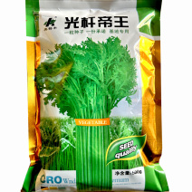 光杆茼蒿种子光杆帝王种子提纯高小叶抗热生长快