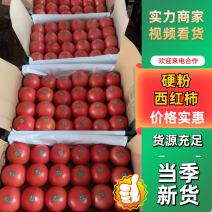 硬粉西红柿山东西红柿大量供应代发全国市场电商商超