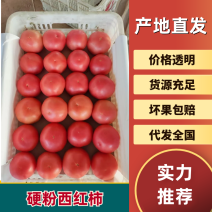 聊城硬粉西红柿产地直发货源充足供应市场电商商超