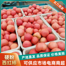 硬粉西红柿聊城西红柿冷棚果口感好种植面积广欢迎咨询