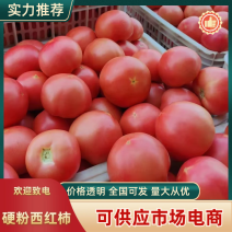 山东西红柿硬粉西红柿弧三以上硬粉看货定价货量充足
