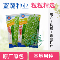 蓝蔬种业晶银王子苦瓜种子果瘤粗大型绿苦瓜四季抗病特大苦瓜