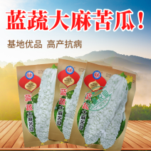 蓝蔬大麻苦瓜种子甘甜不苦基地优选春播抗病耐热蓝山大白苦瓜