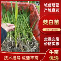 茭白种苗茭白7号3号8单季茭双季茭鱼虾蟹套养茭