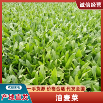 山东曹县大棚精品、油麦菜、35cm左右、可散装、可打捆
