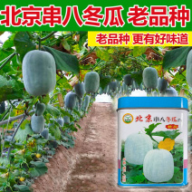 北京串八冬瓜种子早熟抗病单瓜2公斤左右肉厚耐贮运