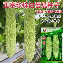 传奇苦瓜种子白珍珠苦瓜种子中早熟耐高温采收期长