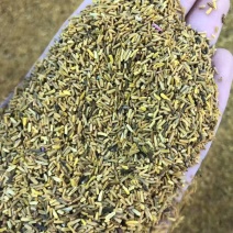 白芍花蕊仿金花蕊牡丹花蕊黄金蕊金花蕊茶牡丹花蕊
