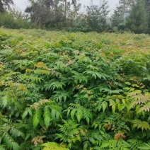 栾树苗基地直发成活率高运输便利