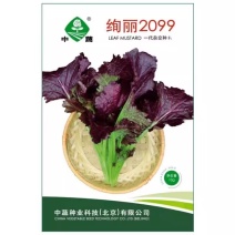 绚丽2099紫芥菜种子淡淡清香耐热水晶菜种子叶苔兼用