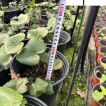 大吴风草杯苗批发成都草花地被色块苗批发15-35公分