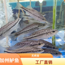 优鲈3号鱼苗鲈鱼苗大量现货供应，规格齐全，量大价优