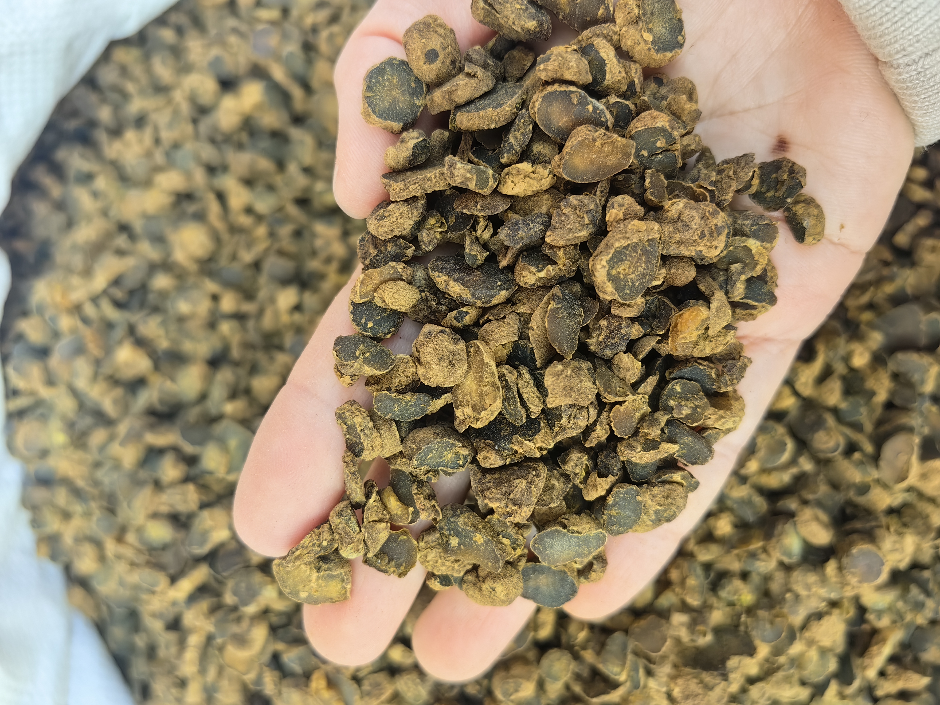 传统中药炮制场景:药师正在对桃胡进行明煅法处理,炭炉温度可控,桃胡受热均匀,镜头聚焦于钳夹中微微发红的桃胡本体,背景虚化呈现古朴药房环境,强调非遗技艺真实性 古法炮制场景图:青砖药房内,老药师手持铁钳夹住桃胡置于炭炉上煅烧,火焰呈蓝黄色,桃胡表面泛出暗红光泽,旁置陶钵、醋壶与竹匾,体现传统煅制工艺