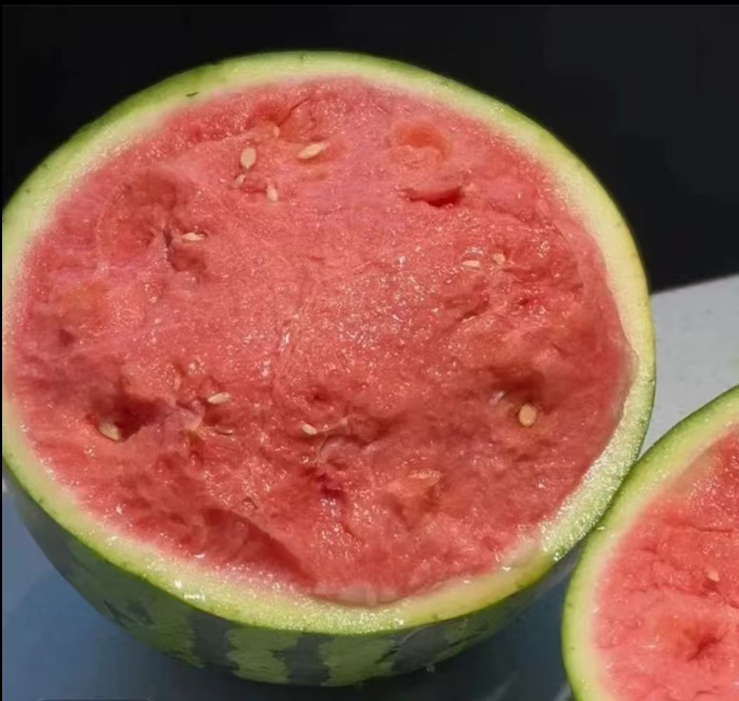 两张并列摆放的西瓜切面照片。左侧为麒麟西瓜,果肉鲜红均匀,无明显纤维束,中心糖度测量仪显示12.8°Brix;右侧为普通西瓜,果肉略显淡红,可见放射状纤维,中心糖度为10.3°Brix。两者均去皮放置于白色瓷盘中,背景为实验室操作台 麒麟西瓜与普通西瓜切面对比图