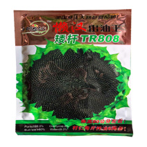 懒汉出油王油葵种子矮杆TR808大弯头抗风抗鸟害向日葵