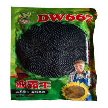油葵种子油霸王DW667三系杂交非转基因