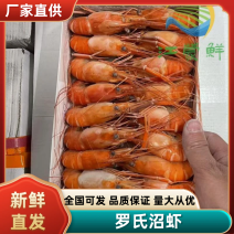 液氮速冻罗氏虾全规格，品质保障，可视频看货代发全国