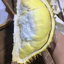 【货源充足】金枕榴莲品质保证欢迎新老客户来电咨询