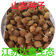 山杏种子山杏核杏子胡野杏树种子绿化树种山杏树种子林木