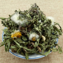 【甘肃定西蒲公英】多年生长含量高整颗发货自然阴干味浓