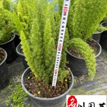 狐尾天门冬基地直供四川狐尾天门冬批发价格四季常绿