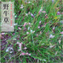 野牛草种子护坡固土草籽生态修复耐寒耐践踏耐旱暖季型矮生多