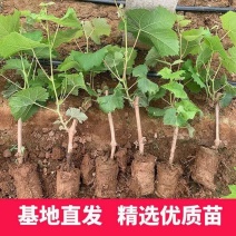 【热卖中】葡萄苗甜蜜蓝宝石营养杯带土一手货源