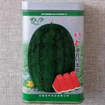 特大重茬红蜜龙西瓜种子50克罐装抗病耐重茬耐贮耐运