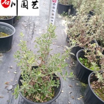 苗圃批发红花玉芙蓉杯苗庭院园林花境花坛绿化苗量大优惠